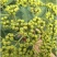 江西中花吴茱萸根生苗，根部粗壮，无病虫害，易成活。