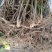 江西中花吴茱萸根生苗，根部粗壮，无病虫害，易成活。