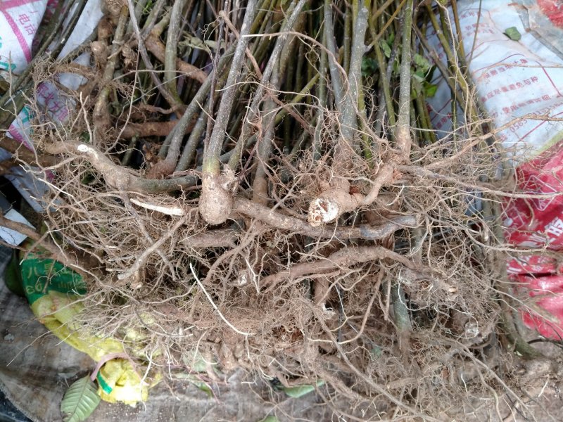 江西中花吴茱萸根生苗，根部粗壮，无病虫害，易成活。