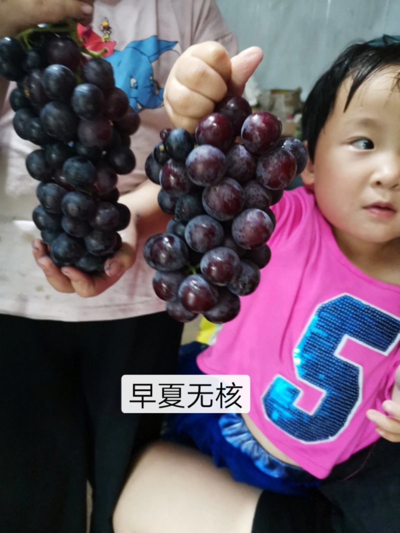 甜蜜蓝宝石夏黑阳光玫瑰巨盛一号葡萄苗