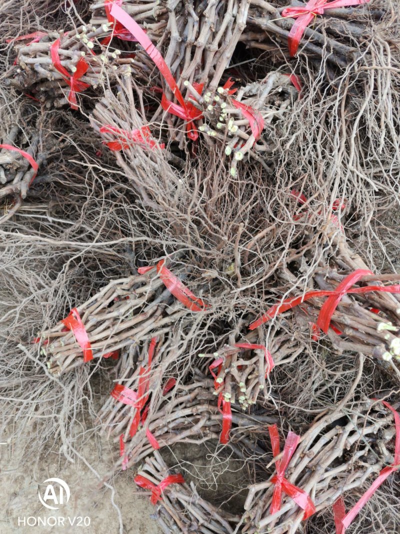 甜蜜蓝宝石夏黑阳光玫瑰巨盛一号葡萄苗