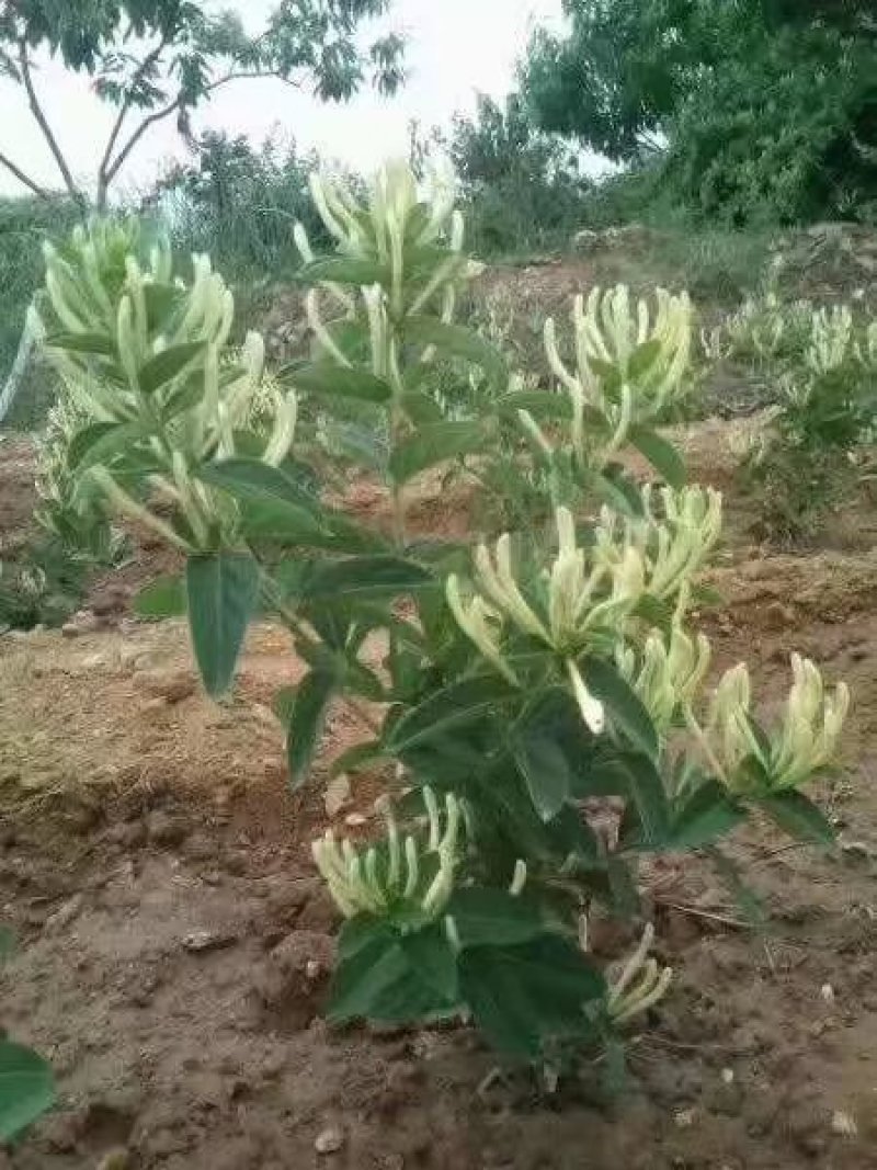 新品种金银花苗，四季金银花苗高产量，高药效死苗补发