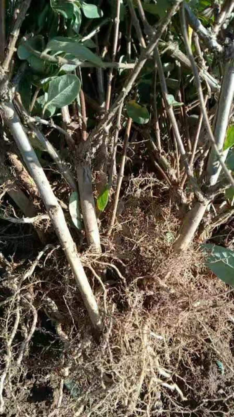 新品种金银花苗，四季金银花苗高产量，高药效死苗补发