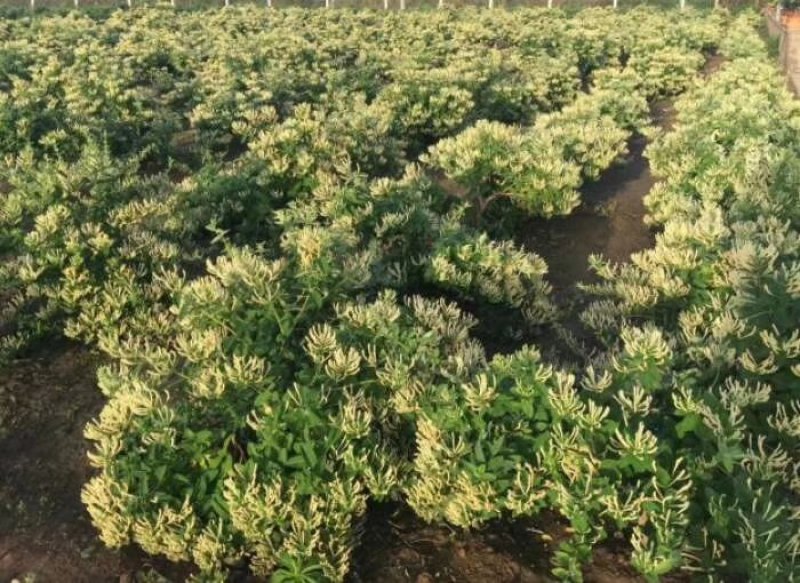 新品种金银花苗，四季金银花苗高产量，高药效死苗补发