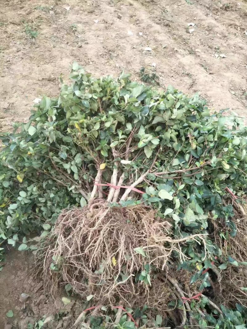 新品种金银花苗，四季金银花苗高产量，高药效死苗补发