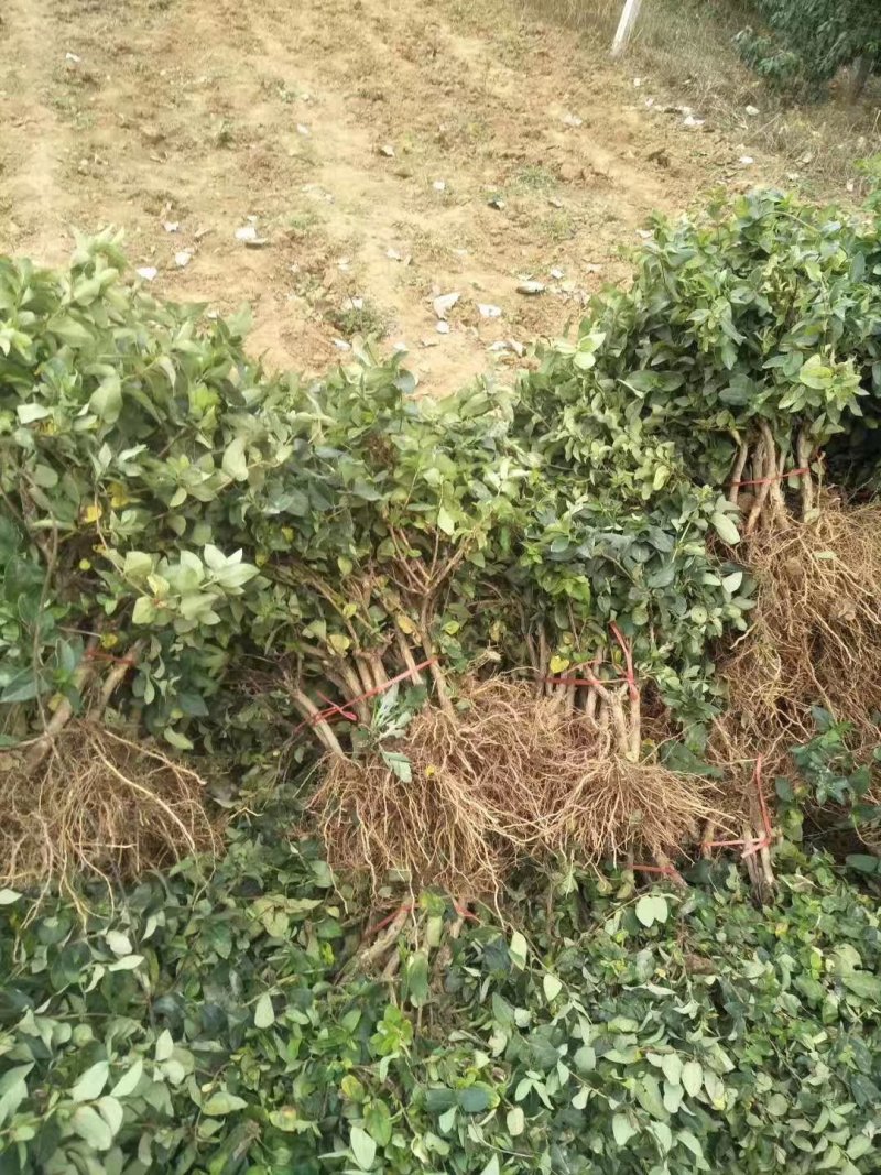 新品种金银花苗，四季金银花苗高产量，高药效死苗补发