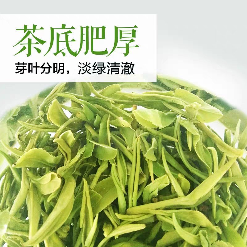 【喝好茶】2023新茶厂家批发正宗日照绿500g包邮尝鲜
