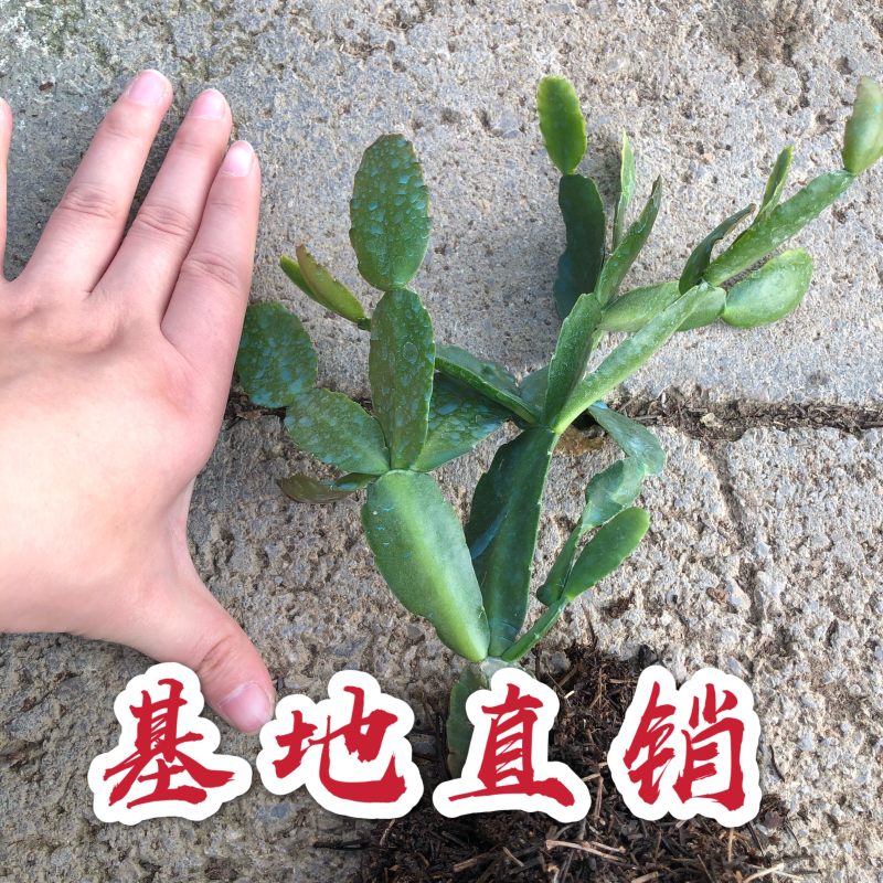 蟹爪兰荷兰红基地直销现挖现发带花苞发货