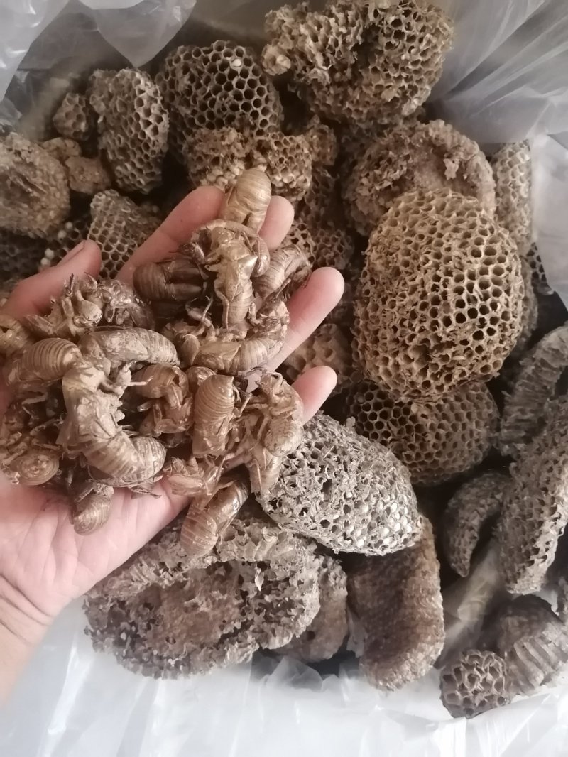 蝉蜕山东产地直供大货大蝉蜕干净无土