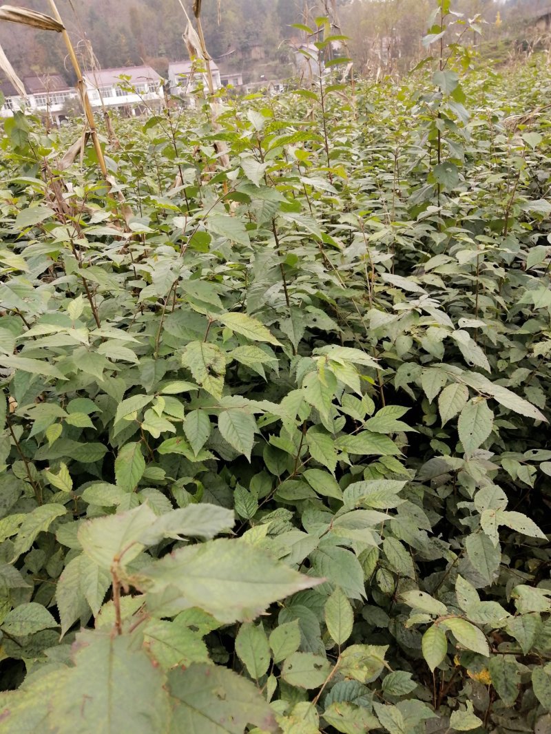 山樱桃苗种苗大青叶，实生樱桃苗，地径0.6cm以上欢迎咨询