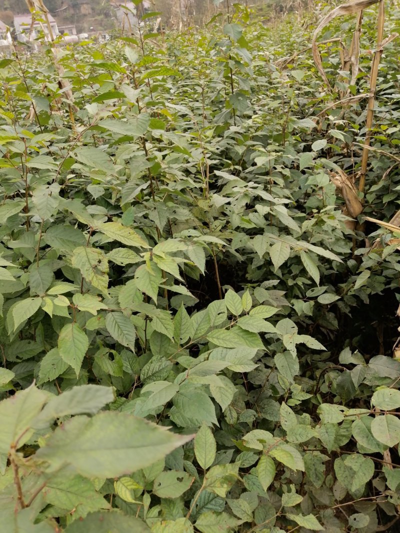 山樱桃苗种苗大青叶，实生樱桃苗，地径0.6cm以上欢迎咨询