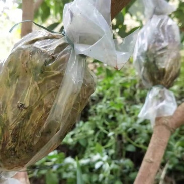 有大量自家圈枝的靓桂味苗