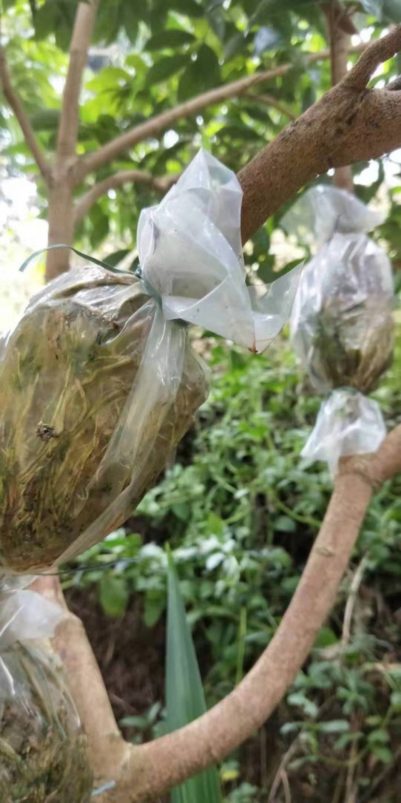 有大量自家圈枝的靓桂味苗