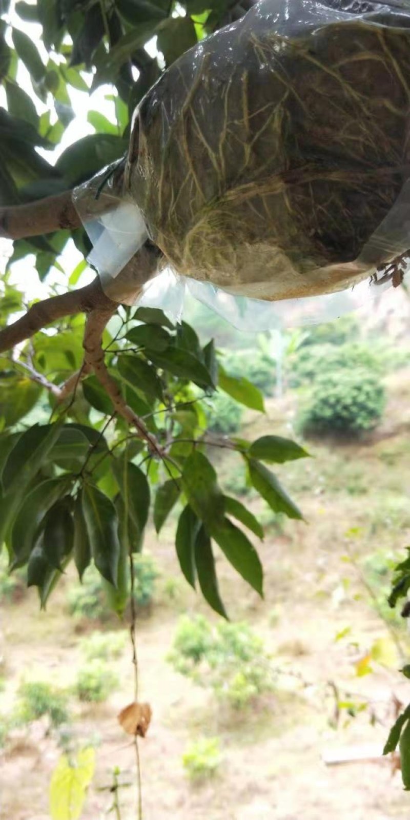 有大量自家圈枝的靓桂味苗