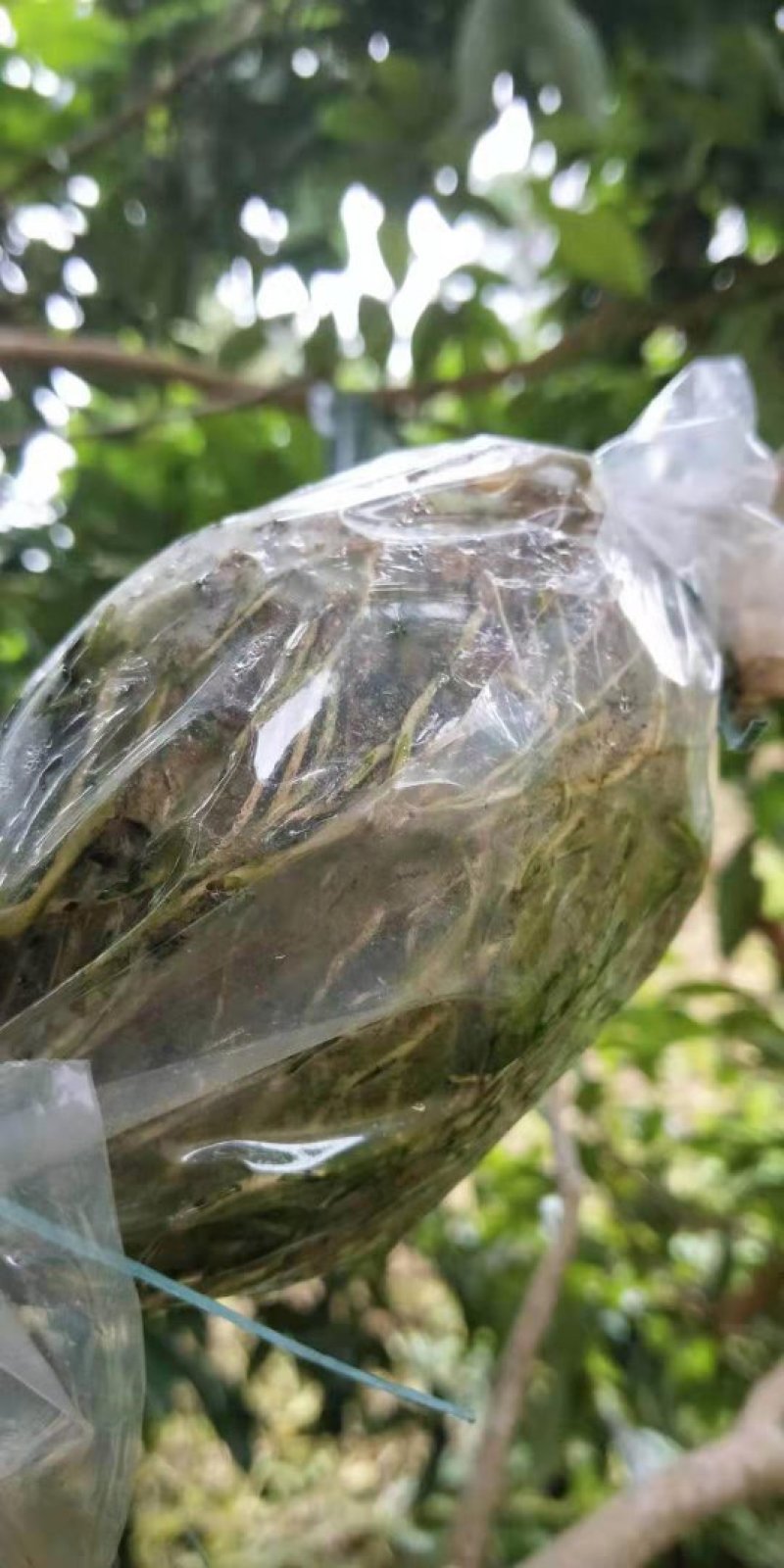 有大量自家圈枝的靓桂味苗
