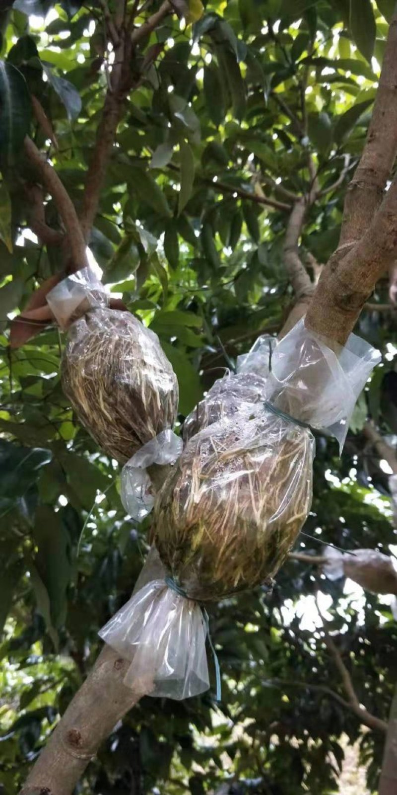 有大量自家圈枝的靓桂味苗