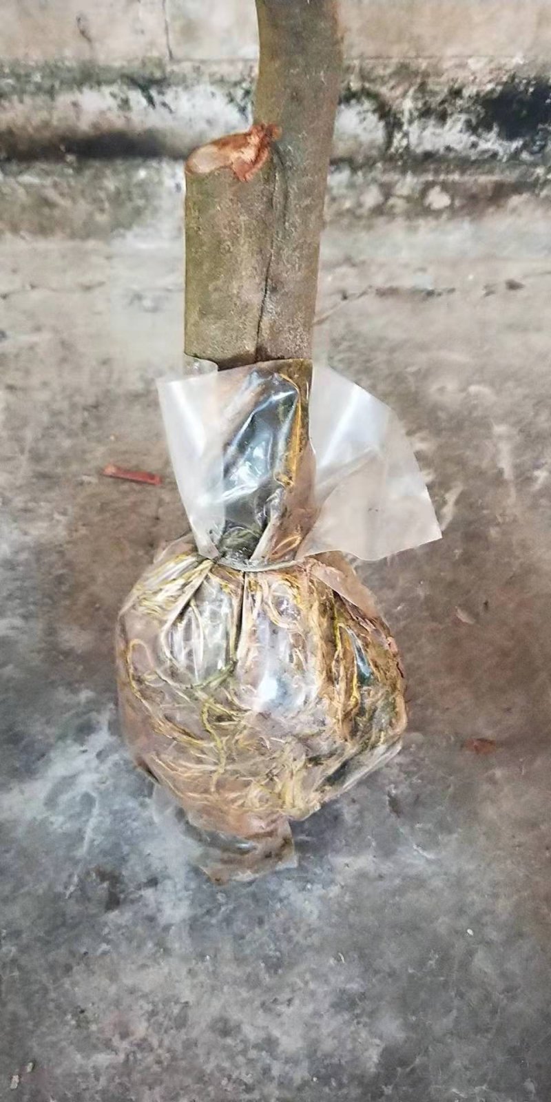 有大量自家圈枝的靓桂味苗