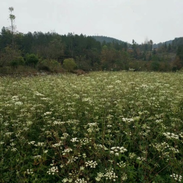 白花前胡