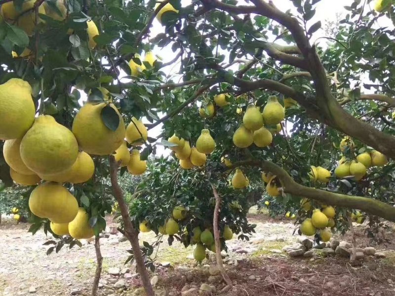 江永香柚江永富晒香柚大量上市欢迎老板来定柚``