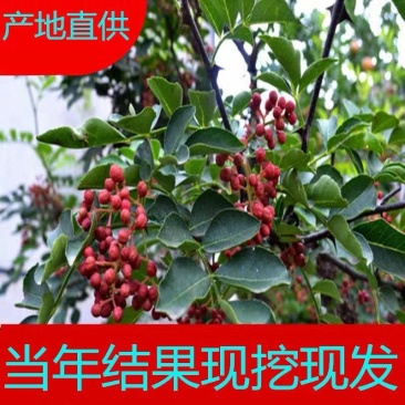 高品质花椒树苗高产花椒树当年结果大红袍花椒四川麻椒产地直