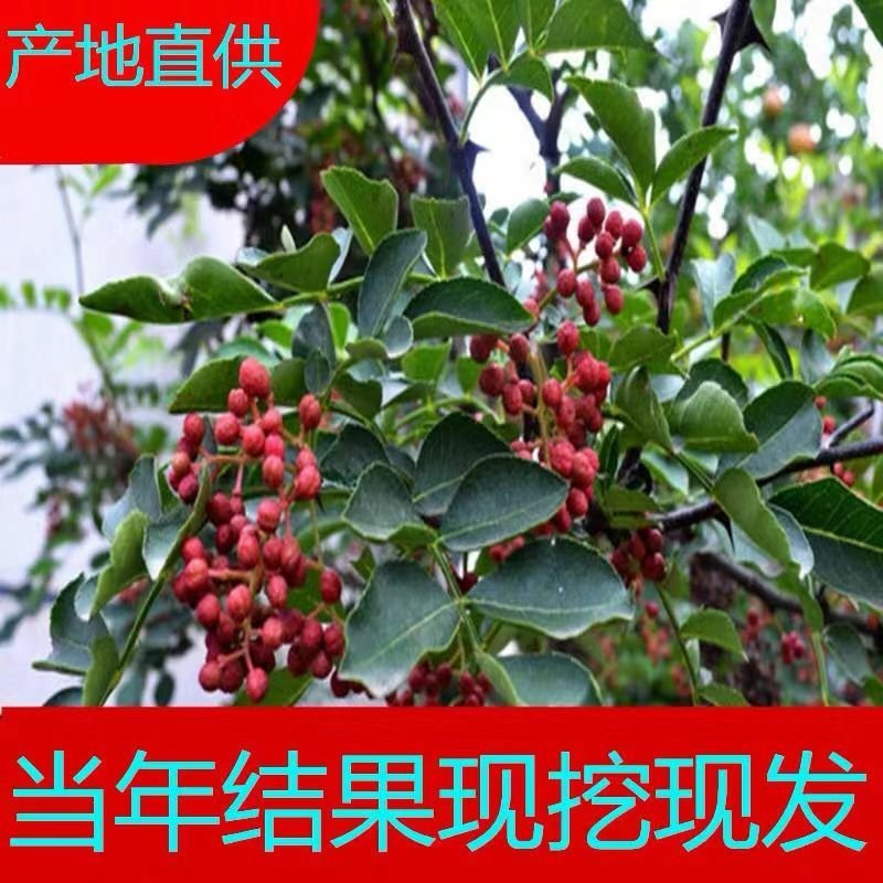 高品质花椒树苗高产花椒树当年结果大红袍花椒四川麻椒产地直