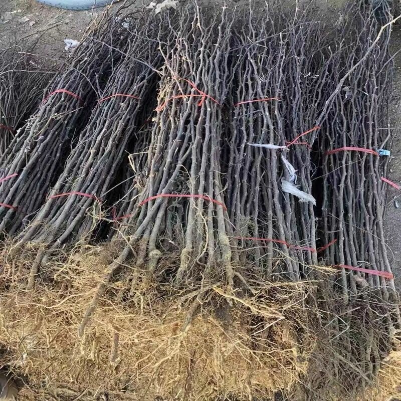 高品质花椒树苗高产花椒树当年结果大红袍花椒四川麻椒产地直