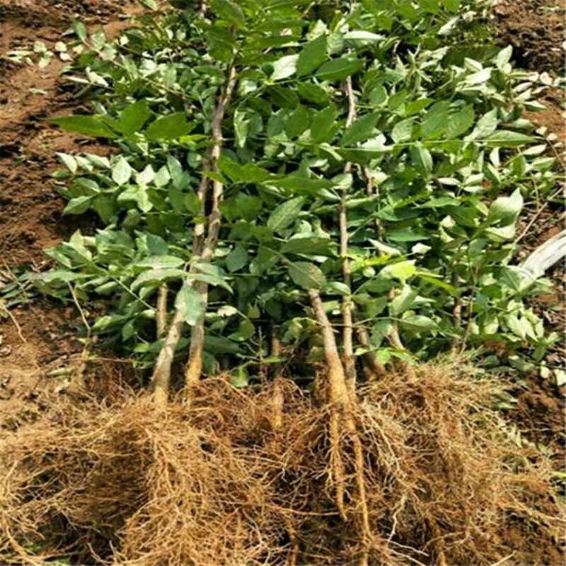 高品质花椒树苗高产花椒树当年结果大红袍花椒四川麻椒产地直