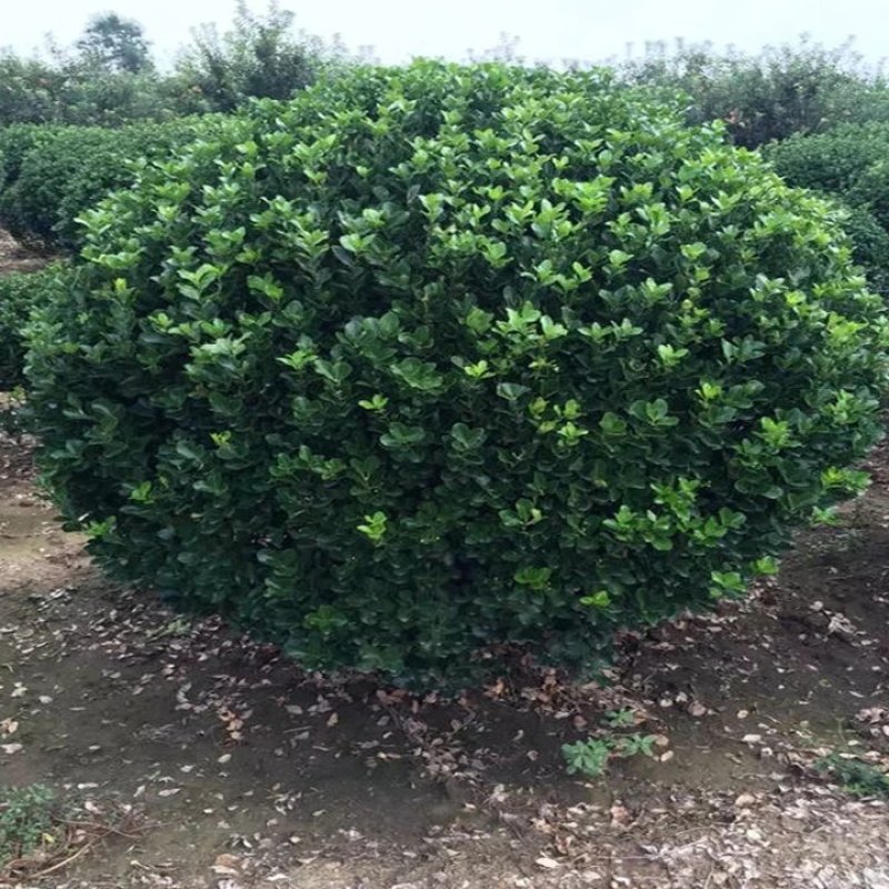 精品冬青球工程绿化苗木冬青球规格齐全基地直销