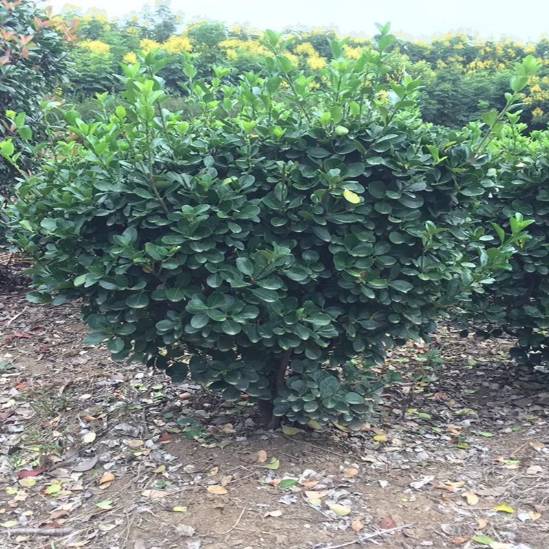 精品冬青球工程绿化苗木冬青球规格齐全基地直销