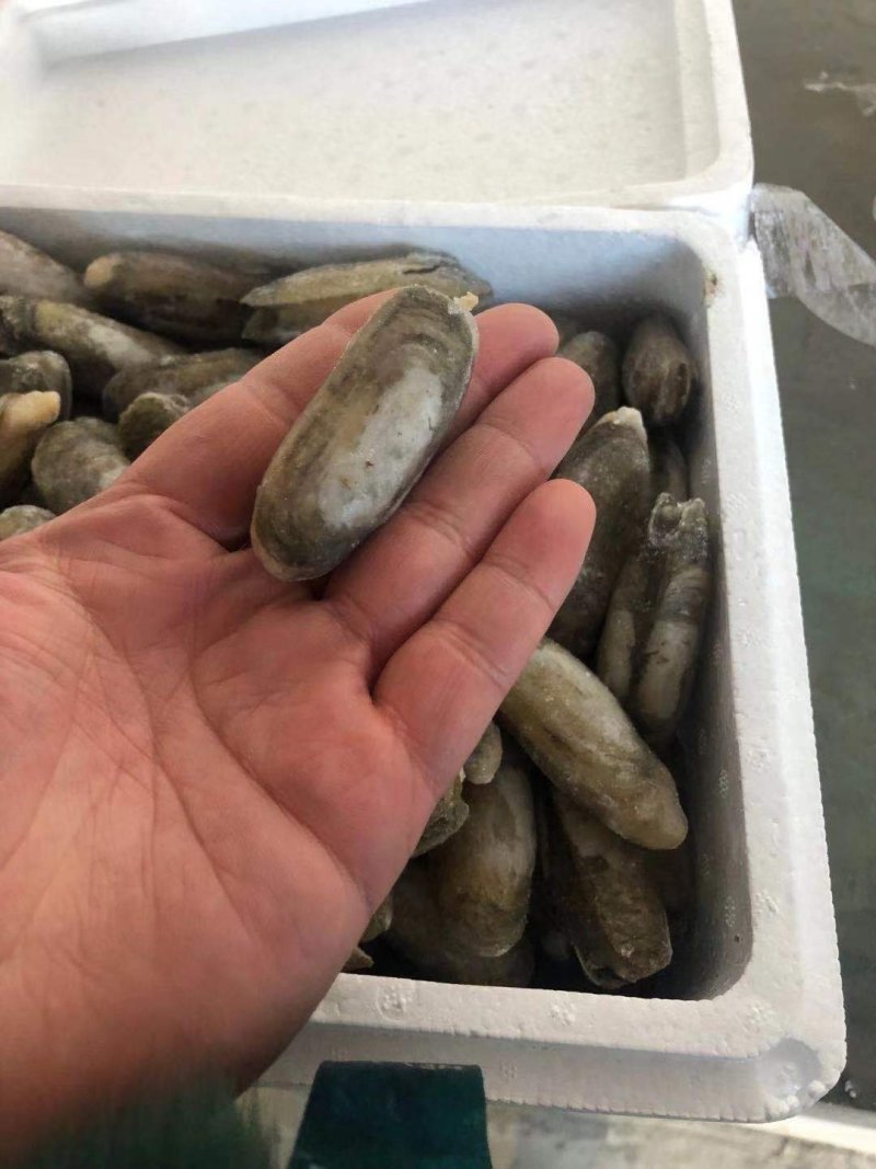单冻缢蛏小人仙单冻小人仙