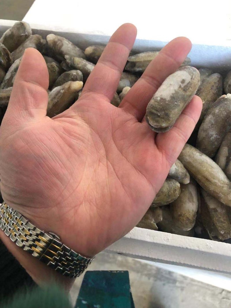 单冻缢蛏小人仙单冻小人仙