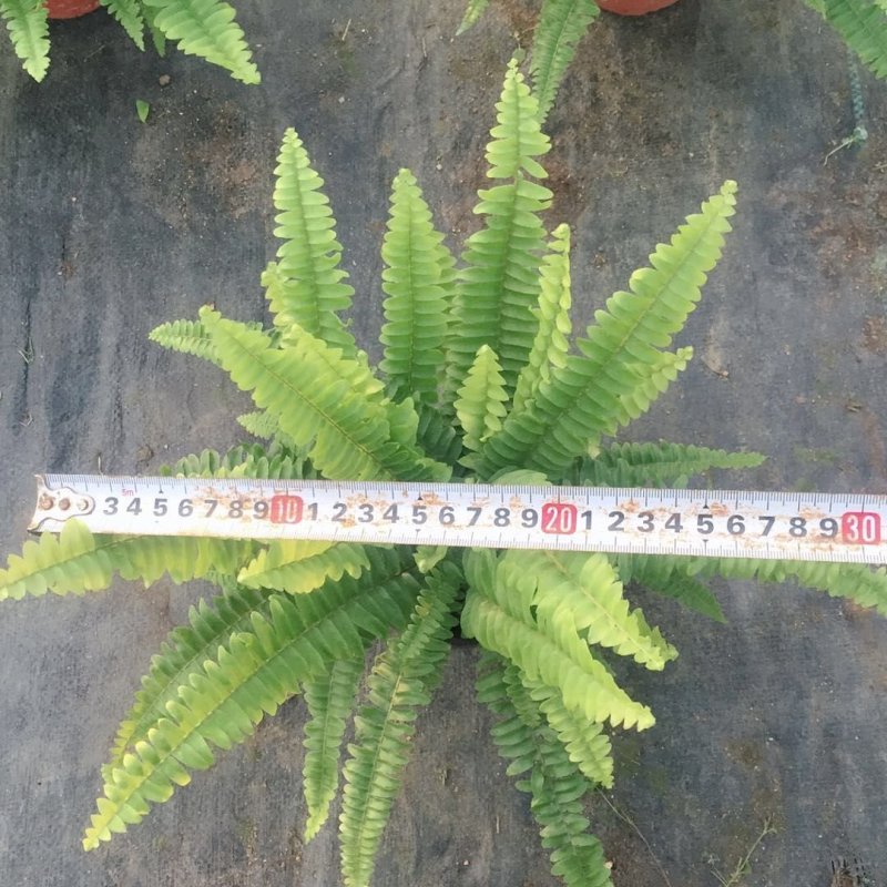 波斯顿蕨，基地直销物美价廉