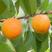 杏树嫁接苗凯特杏子苗特大甜杏树苗南方北方种植盆栽地栽当年