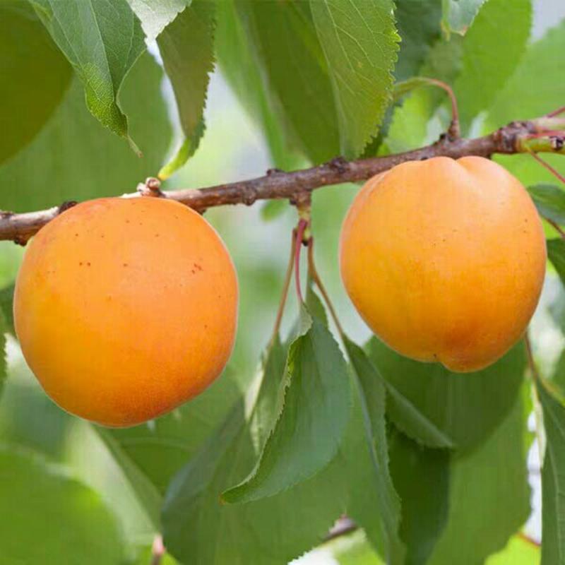 杏树嫁接苗凯特杏子苗特大甜杏树苗南方北方种植盆栽地栽当年