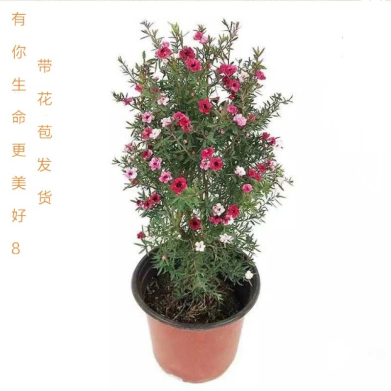 重瓣三色松红梅盆栽带花阳台多年生观花植物松雪梅耐寒大苗