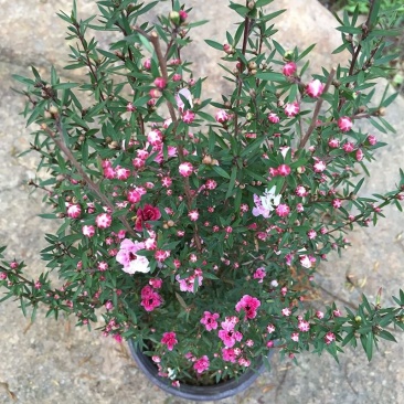 重瓣三色松红梅盆栽带花阳台多年生观花植物松雪梅耐寒大苗