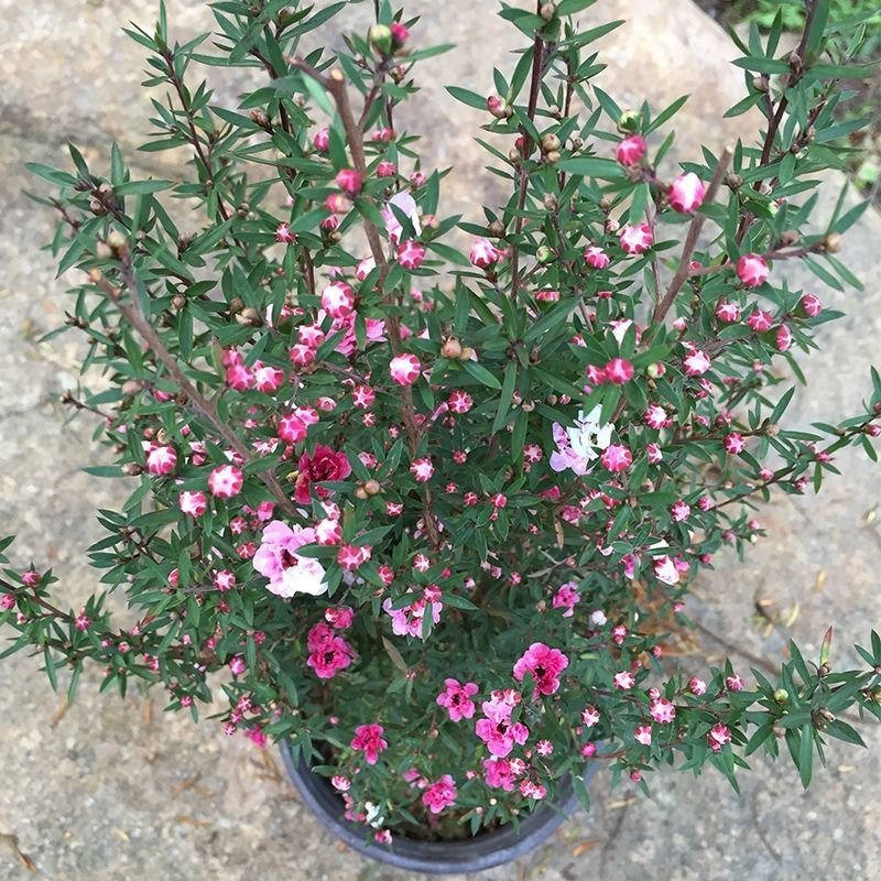 重瓣三色松红梅盆栽带花阳台多年生观花植物松雪梅耐寒大苗