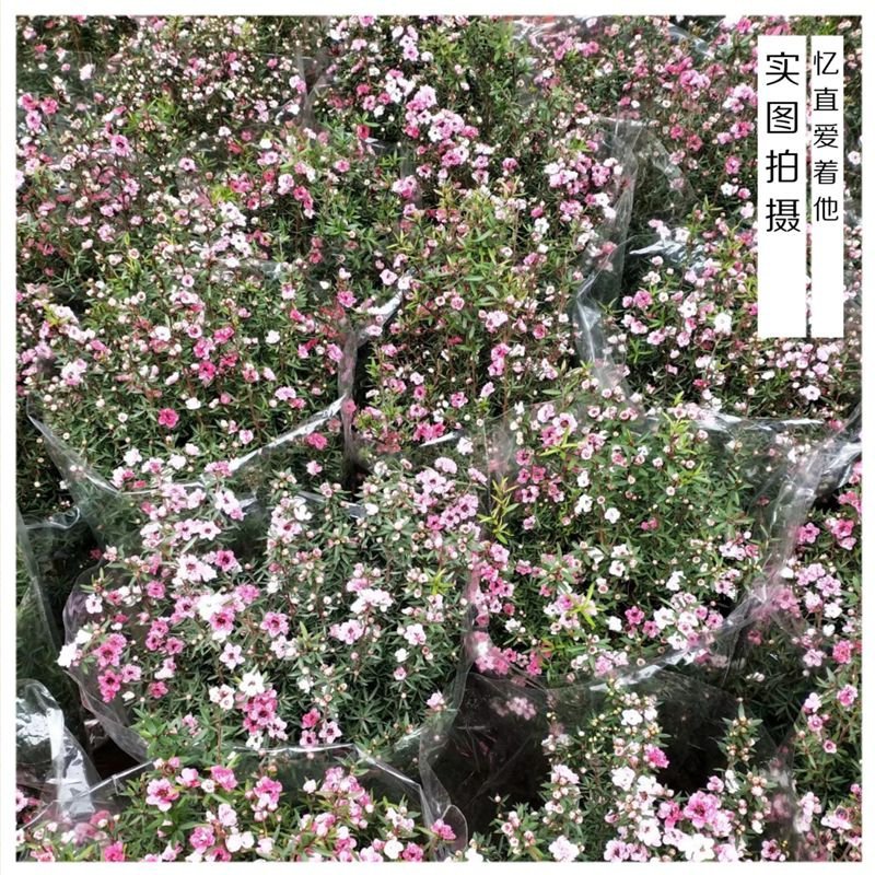 重瓣三色松红梅盆栽带花阳台多年生观花植物松雪梅耐寒大苗