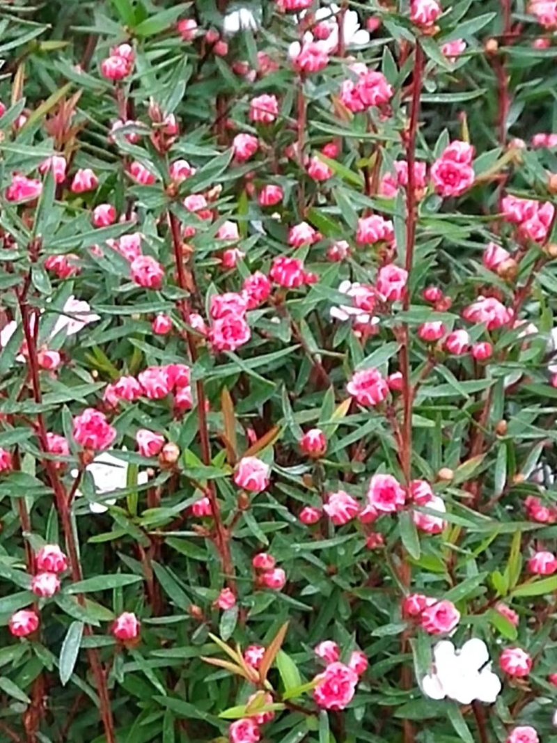 重瓣三色松红梅盆栽带花阳台多年生观花植物松雪梅耐寒大苗