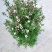 重瓣三色松红梅盆栽带花阳台多年生观花植物松雪梅耐寒大苗
