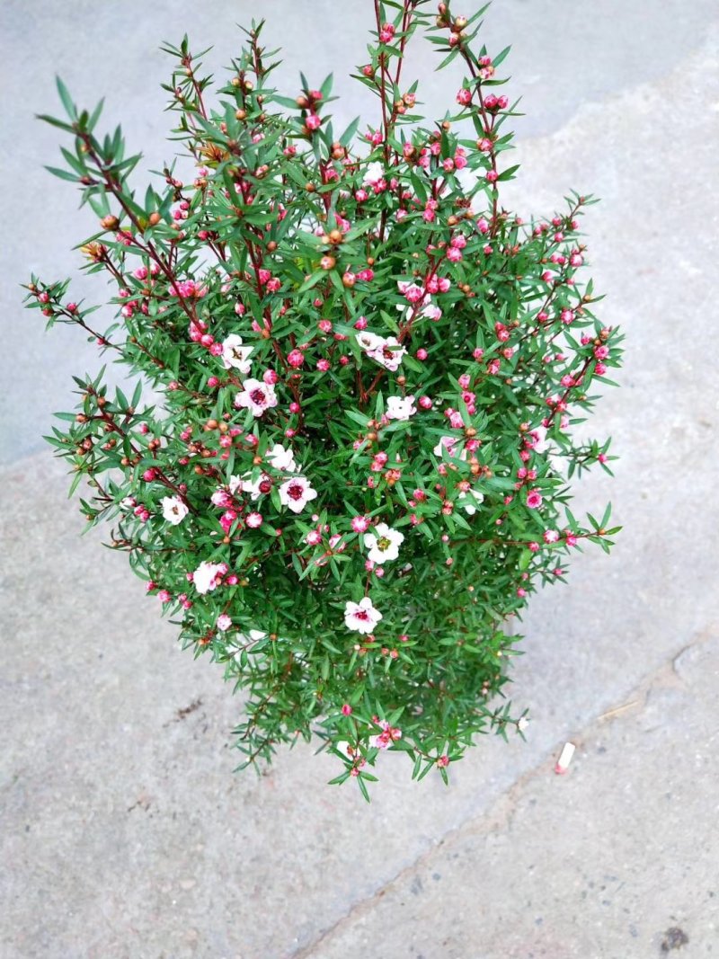 重瓣三色松红梅盆栽带花阳台多年生观花植物松雪梅耐寒大苗