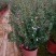 重瓣三色松红梅盆栽带花阳台多年生观花植物松雪梅耐寒大苗