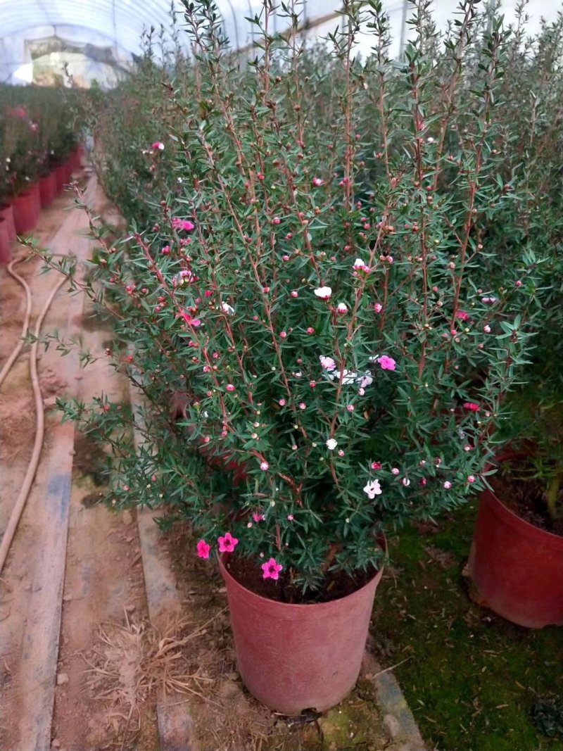 重瓣三色松红梅盆栽带花阳台多年生观花植物松雪梅耐寒大苗