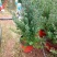 重瓣三色松红梅盆栽带花阳台多年生观花植物松雪梅耐寒大苗