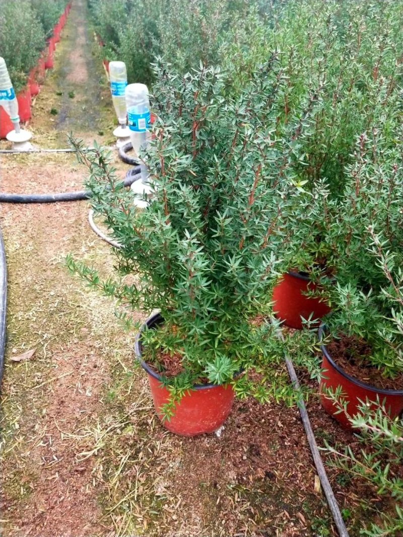 重瓣三色松红梅盆栽带花阳台多年生观花植物松雪梅耐寒大苗