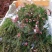 重瓣三色松红梅盆栽带花阳台多年生观花植物松雪梅耐寒大苗