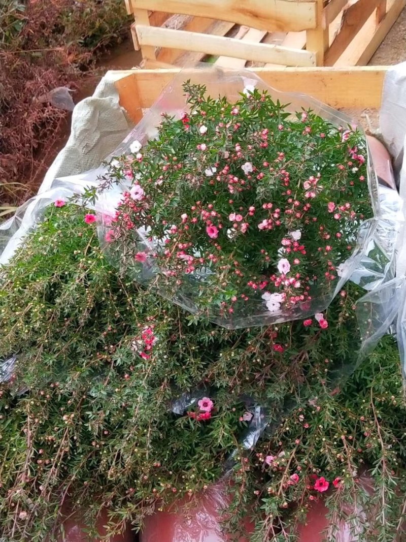 重瓣三色松红梅盆栽带花阳台多年生观花植物松雪梅耐寒大苗