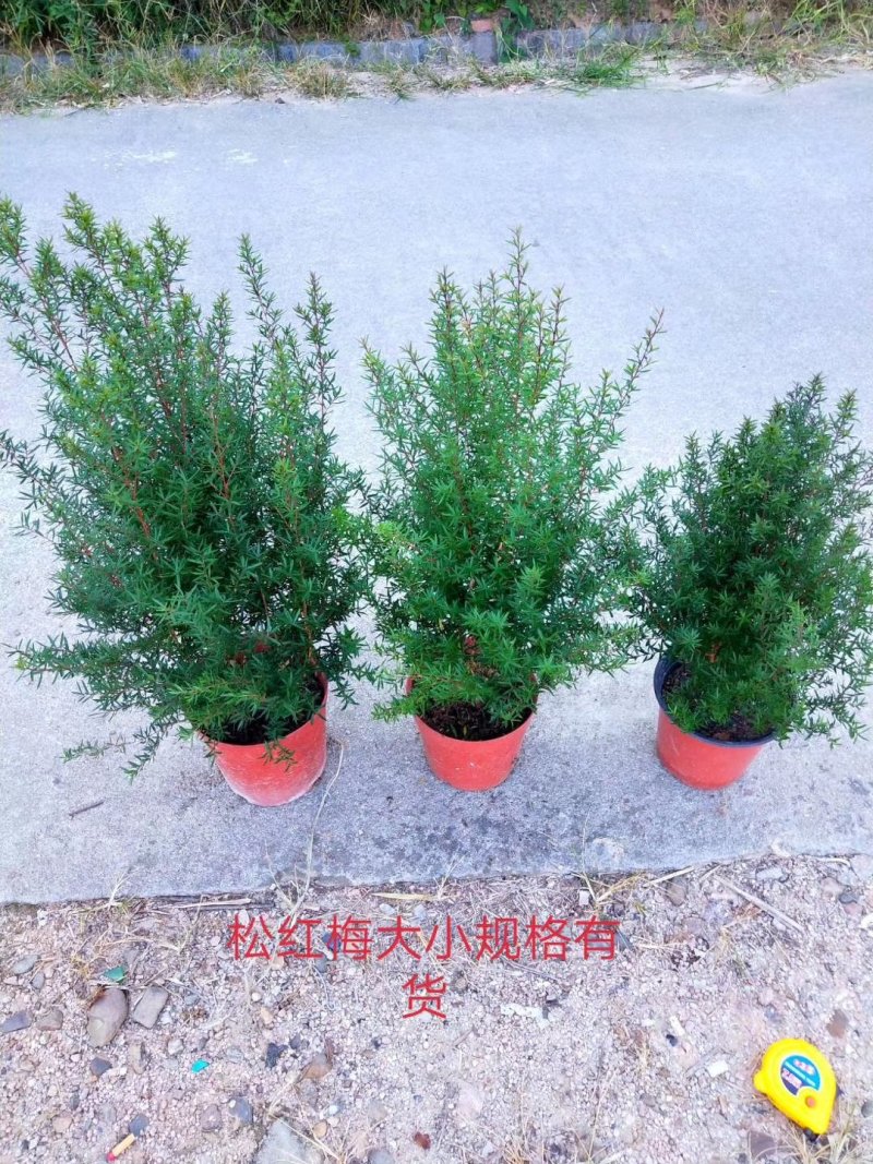 重瓣三色松红梅盆栽带花阳台多年生观花植物松雪梅耐寒大苗
