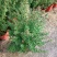 重瓣三色松红梅盆栽带花阳台多年生观花植物松雪梅耐寒大苗