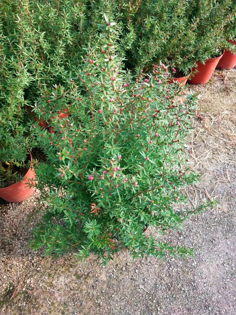 重瓣三色松红梅盆栽带花阳台多年生观花植物松雪梅耐寒大苗